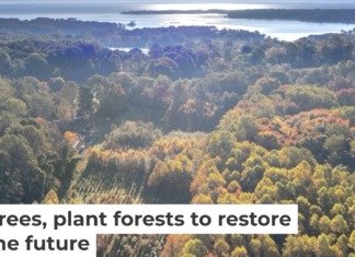 A long-running experiment is testing tree mixes to develop the healthiest forests. Mickey Pullen/Smithsonian Environmental Research Center